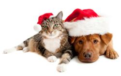 Paws for the Season Bake Sale at The Winnipeg Humane Society